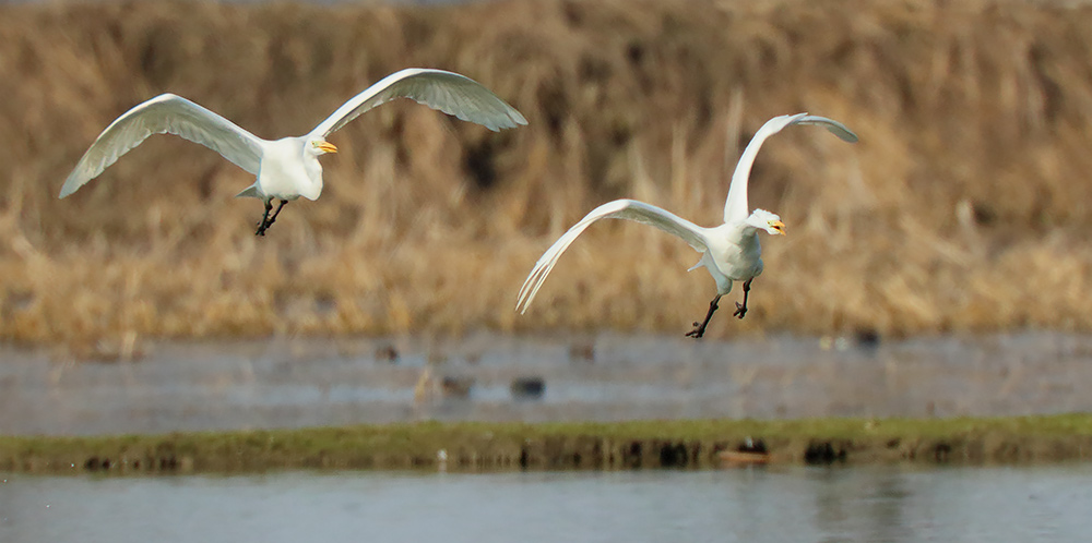 Ad ali spiegate, il sogno di Icaro.
